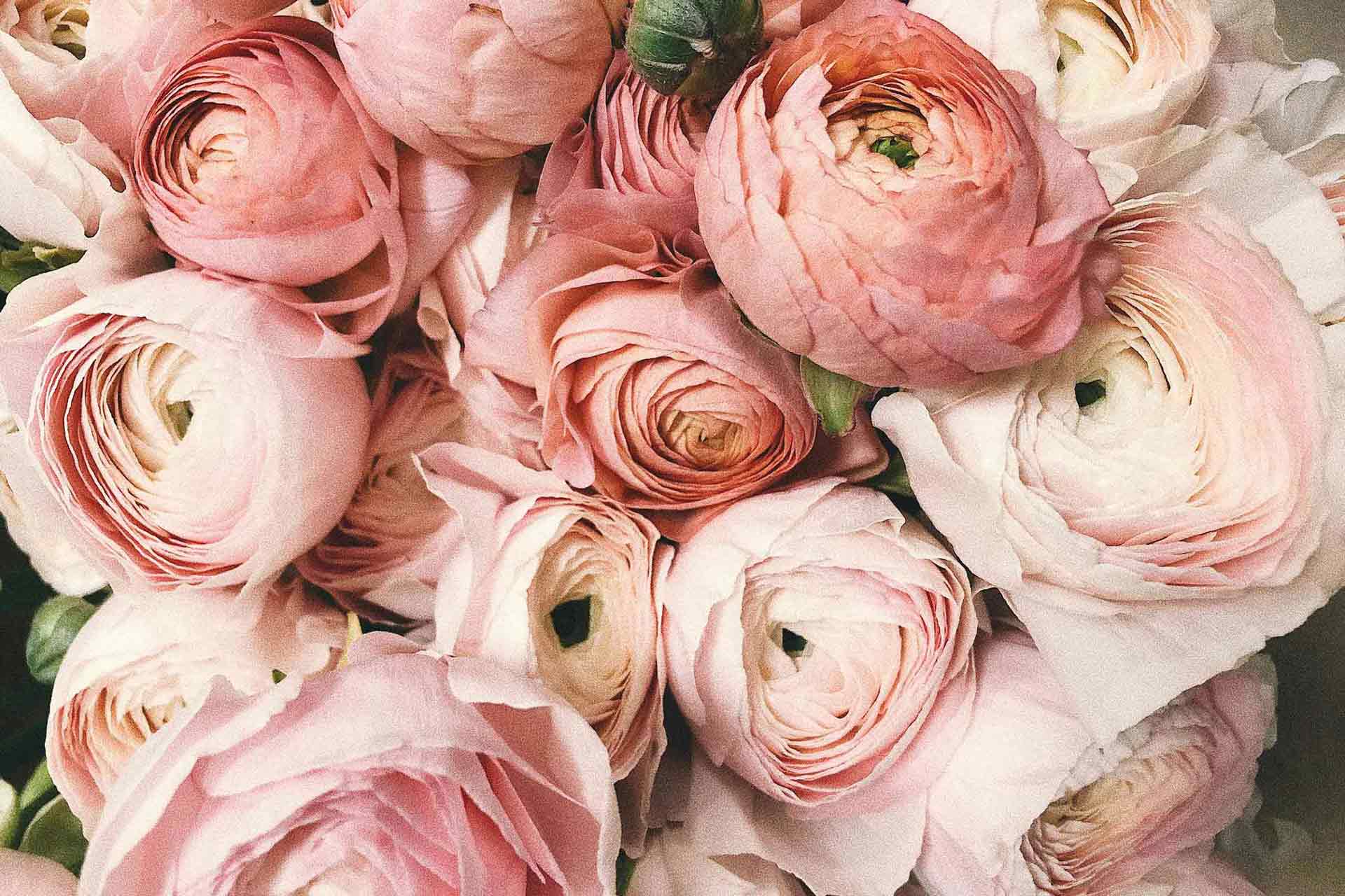 Beautiful photo of pink ranunculus flowers